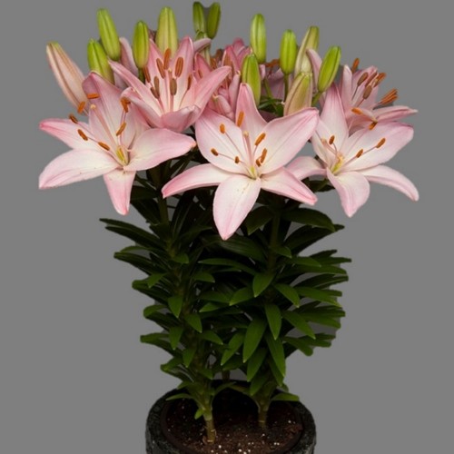 Lilium asiatic 'FantAsiatic Pink' - Aasia liilia 'FantAsiatic Pink' C1/1L